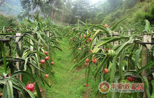 火龙果种植加盟